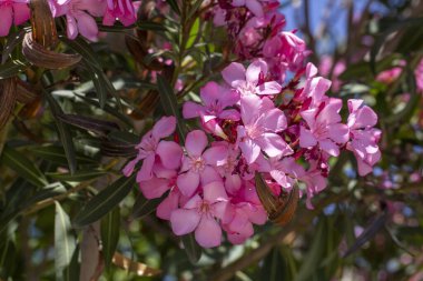 Zakkum (Neryum zakkum) her daim yeşil bir ağaç bitkisidir.