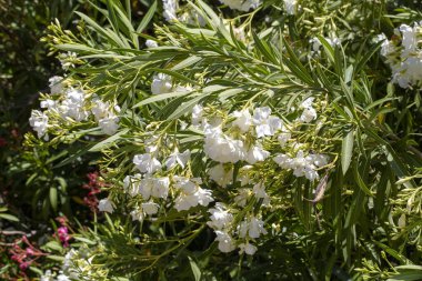 Zakkum (Neryum zakkum) her daim yeşil bir ağaç bitkisidir.