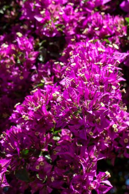 Çiçek açan büyük begonviller (Bougainvillea spectabilis) yakın plan