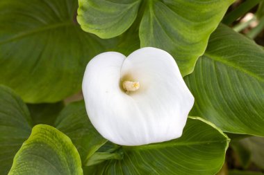 Calla Palustris Kala Cala Gala Beyaz Çiçek