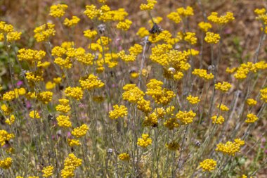 Helichrysum arenaryumu aynı zamanda cüce ve ölümsüz olarak da bilinir..