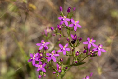 Vahşi bitki, bilimsel isim; Centaurium eritraea