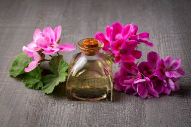 Sardunya çiçeği ve sardunya yağı