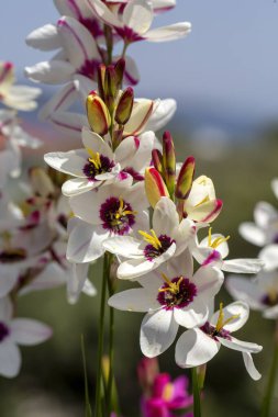 Sparaxis, White ixia, palyaço çiçeği, wandflower, corn nillies