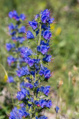 Vahşi bitki, bilimsel isim; Echium vulgare