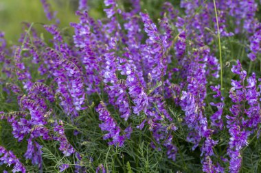 Vicia cracca (İngilizce: 