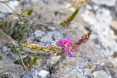 Onobrychis, baklagiller (Fabaceae) familyasına ait bir bitki cinsidir..