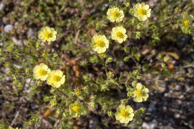 Potentilla recta (sülfür cinquefoil), sinkuefoil cinquefoil cinquefoil familyasından bir balık türü.. 