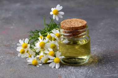 Cam şişedeki temel yağ taze papatya çiçekleri, güzellik tedavisi. Daisy yağı. 