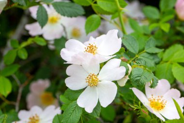 Yaban Gülü (Rosa canina) baharda açık taç yapraklarıyla