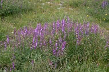 Vicia cracca (İngilizce: 