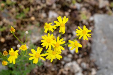 Türkiye bitkilerinden bir bitki türü. Bilimsel adı: Senecio vernalis.