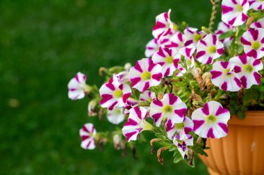 Petunia, Solanaceae familyasına ait bir bitki cinsidir..