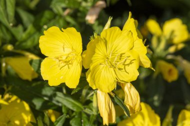 Oenothera tetragona, Glaucous evening primrose