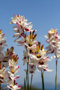 Ixia maculata, Iridaceae familyasından benekli Afrika zambağı olarak bilinen bir bitki türü.. 