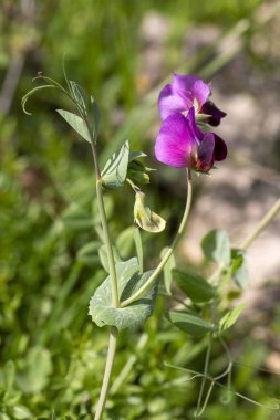 Lathyrus aphaca, Fabaceae familyasından bir bitki türü..