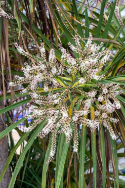 İngiltere bahçesinde çiçekli Cordyline Australis.    