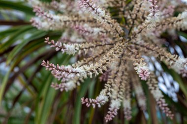 İngiltere bahçesinde çiçekli Cordyline Australis.    