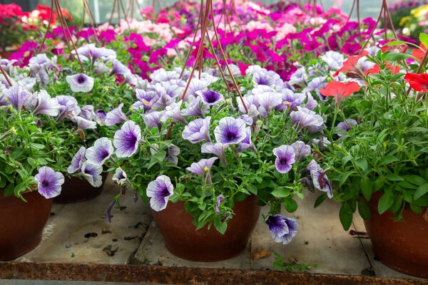 Petunia - род растений семейства Solanaceae.