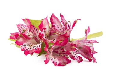 Beyaz arkaplanda yalıtılmış alstroemeria çiçeği