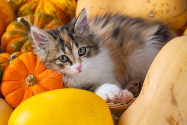 Balkabağının içinde oturan uzun saçlı yavru kedi.
