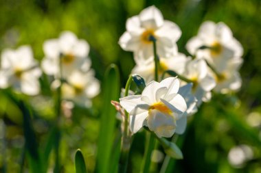 Güzel beyaz nergisler ya da tarlada Narcissus çiçeği. Karaburun, İzmir - Türkiye
