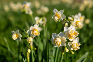 Güzel beyaz nergisler ya da tarlada Narcissus çiçeği. Karaburun, İzmir - Türkiye