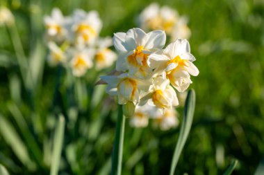 Güzel beyaz nergisler ya da tarlada Narcissus çiçeği. Karaburun, İzmir - Türkiye