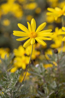 Sarı papatya çalısı, bilimsel isim; Euryops pectinatus
