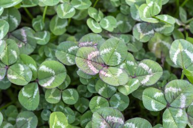 'Trifolium revers' yeşil bir renk kapalı parlak bir doğa arka planı karşı yaprakları.