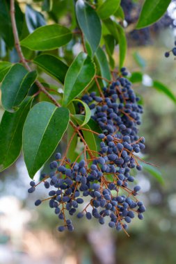Ligustrum japonicum meyvesi. Oleaceae her zaman yeşil çalı.
