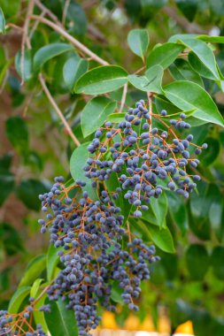 Ligustrum japonicum meyvesi. Oleaceae her zaman yeşil çalı.
