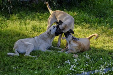 Sokak köpekleri çimlerde oynuyorlar..