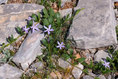 Vinca herbacea, otçul menekşe çiçekleri familyasından Doğu Avrupa 'da yetişen bir bitki türü..