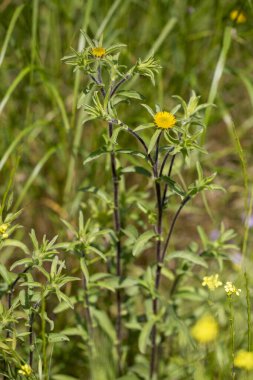 Devedikeni - Pallenis spinosa, Papatya ailesinden (Asteraceae) bir türdür.).