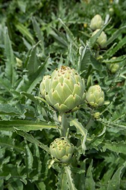 Yeşil taze organik enginar alanı - Torbali, İzmir, Türkiye