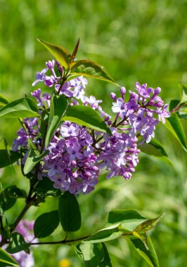 Bahçedeki yeşil arka planda çiçek açan mor leylak dalı 