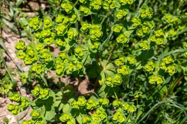 Güneş çiçekleri (Euphorbia helioskopisi)).