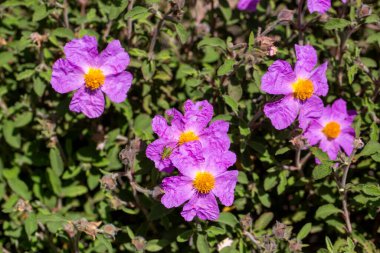 Kistaceae familyasının Kistus cinsini oluşturan beyaz veya pembe çiçekli bir bitki türüdür..
