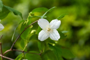 Philadelphia 'lı ergenler Loisel, çiçek açan beyaz ve kokulu sahte portakal çalısı.