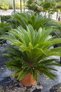 Palmiye ağacı - Cycas revoluta, Cycadaceae ailesinden değerli bir bitki türü..
