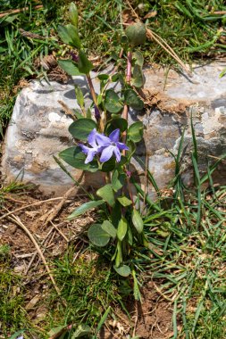 Vinca herbacea, otçul menekşe çiçekleri familyasından Doğu Avrupa 'da yetişen bir bitki türü..