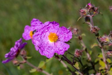 Kistaceae familyasının Kistus cinsini oluşturan beyaz veya pembe çiçekli bir bitki türüdür..