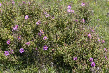 Kistaceae familyasının Kistus cinsini oluşturan beyaz veya pembe çiçekli bir bitki türüdür..