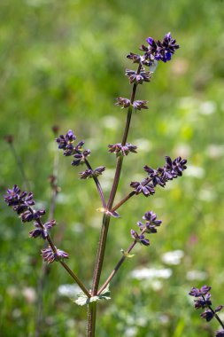 Vahşi bitki türleri. Bilimsel adı: Salvia verbenaca