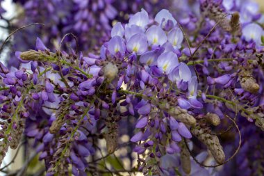 Mor çiçeklerin seçici odak noktası Wisteria sinensis veya Mavi Yağmur, Çin salkımgiller (Felidae) familyasından bir bitki türü.,