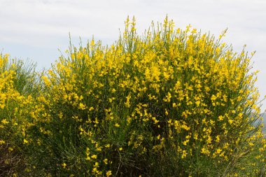 Spartium junceum, baklagiller (Fabaceae) familyasından Akdeniz 'e özgü bir çalı türüdür.).