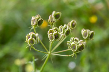 Vahşi bitki türleri. Bilimsel adı: Tordylium apulum