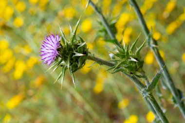 Vahşi bitki; bilimsel isim; Silybum marianum