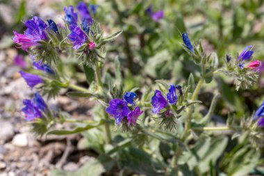 Echium plantagineum, Batı ve Güney Avrupa, Kuzey Afrika ve Güneybatı Asya 'ya özgü bir Echium cinsidir..